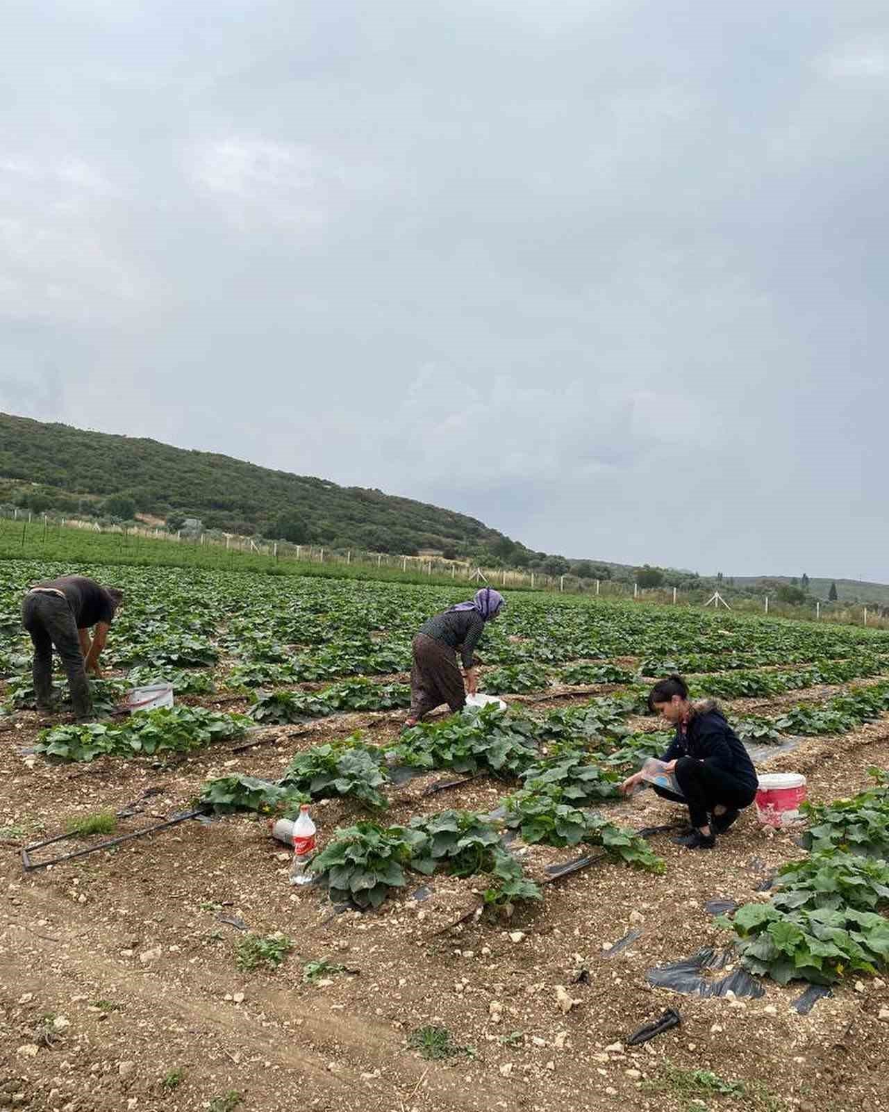 Didim’de hasat öncesi kimyasal kalıntı analizleri yapılıyor