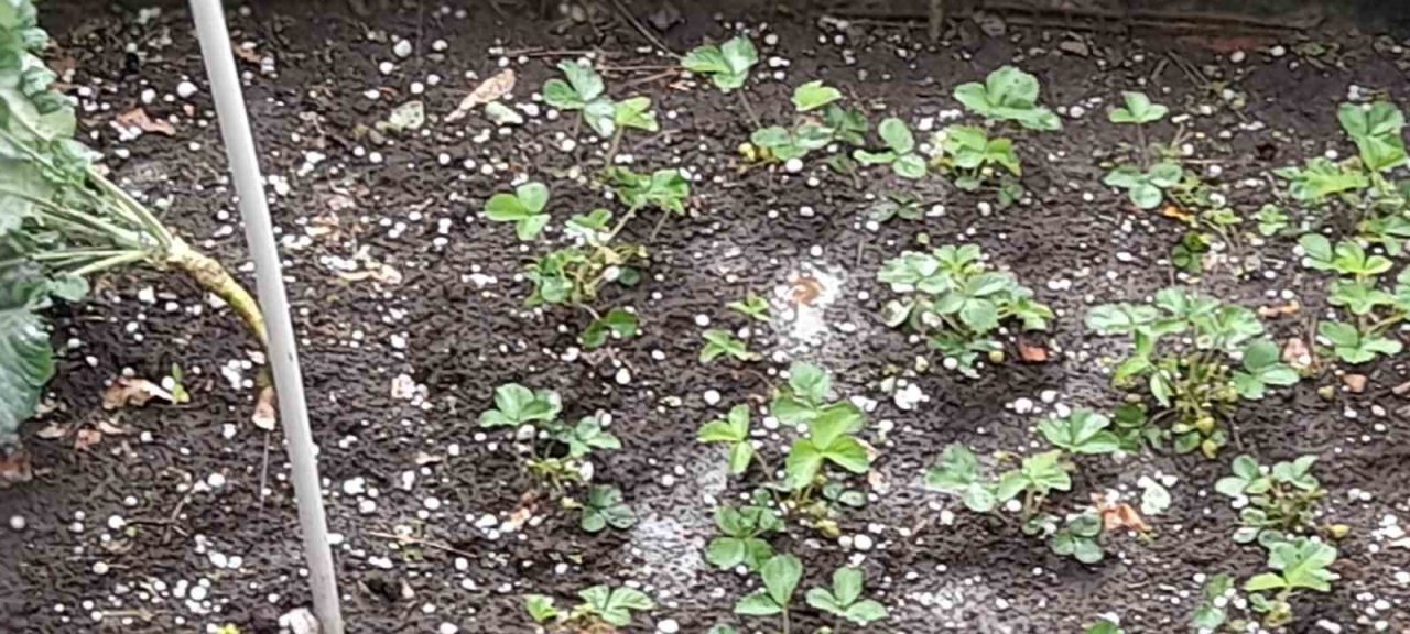 Trabzon’da dolu yağışı etkili oldu