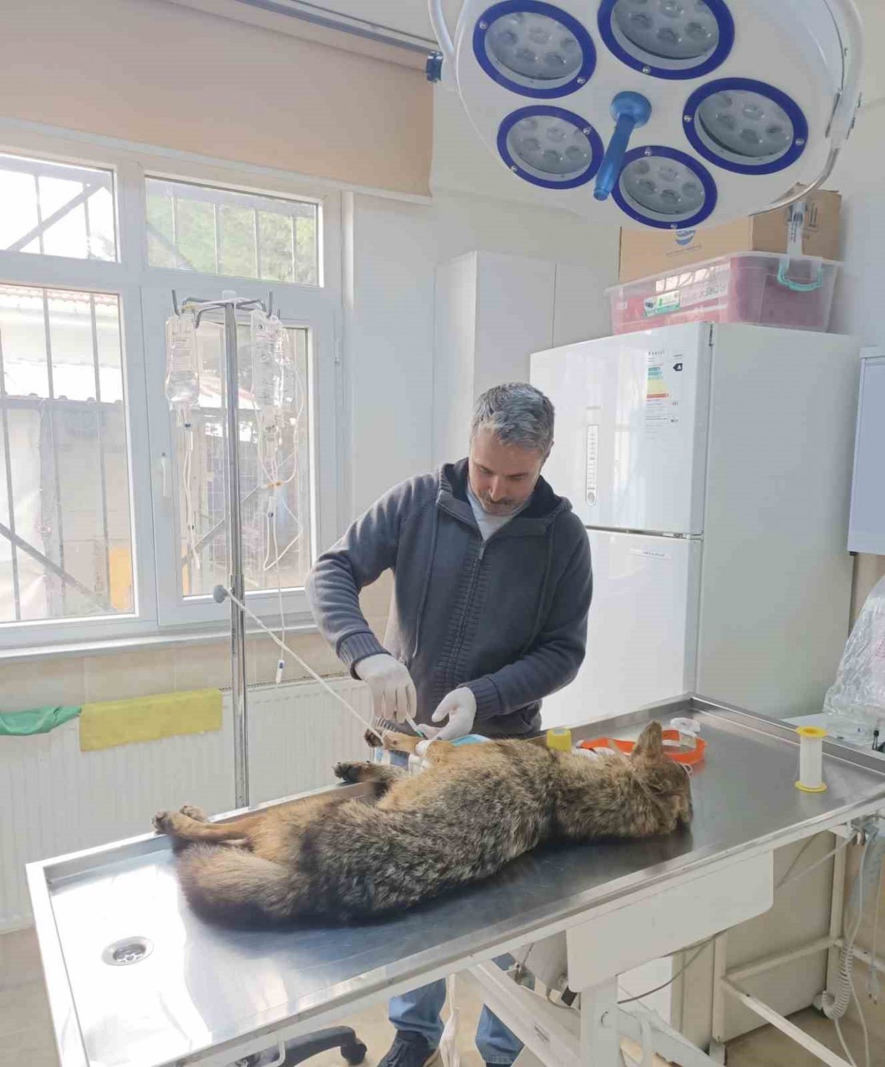 Yorgun düşen çakal bulundu