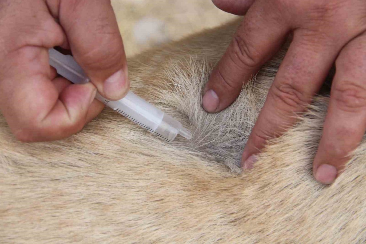 Uzman Kangal yetiştiricisi uyardı: “Yaz aylarında bu belirtilere dikkat”