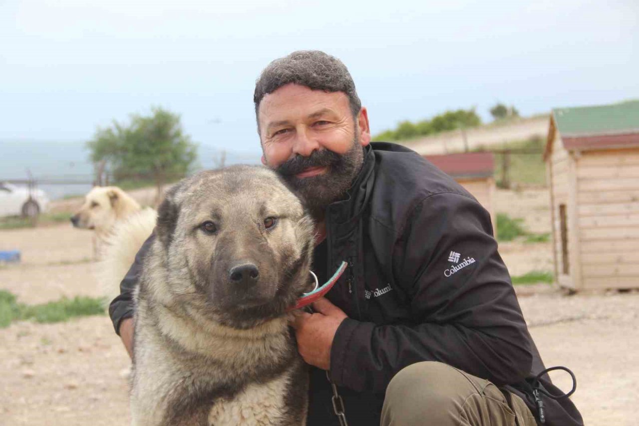 Uzman Kangal yetiştiricisi uyardı: “Yaz aylarında bu belirtilere dikkat”