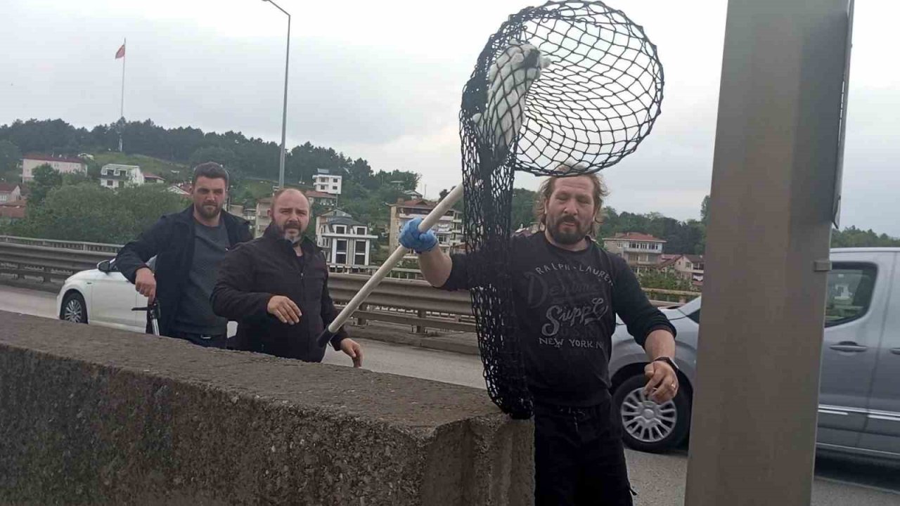 Beton bariyerlere sıkışan kedi için trafiği durdurdular: "Helal olsun size"