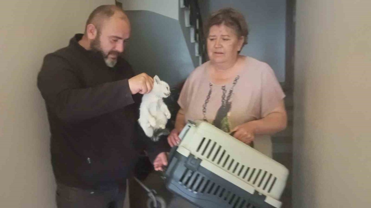 Beton bariyerlere sıkışan kedi için trafiği durdurdular: "Helal olsun size"