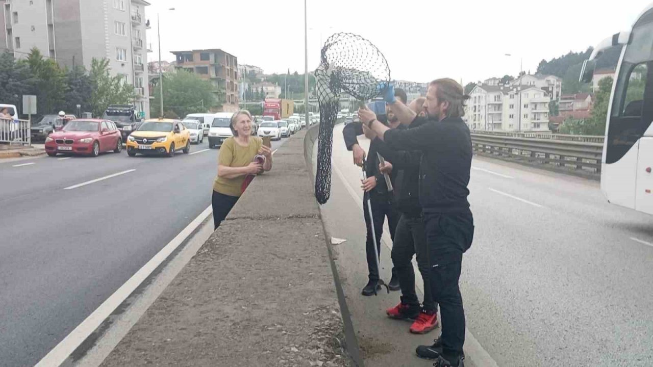 Beton bariyerlere sıkışan kedi için trafiği durdurdular: "Helal olsun size"