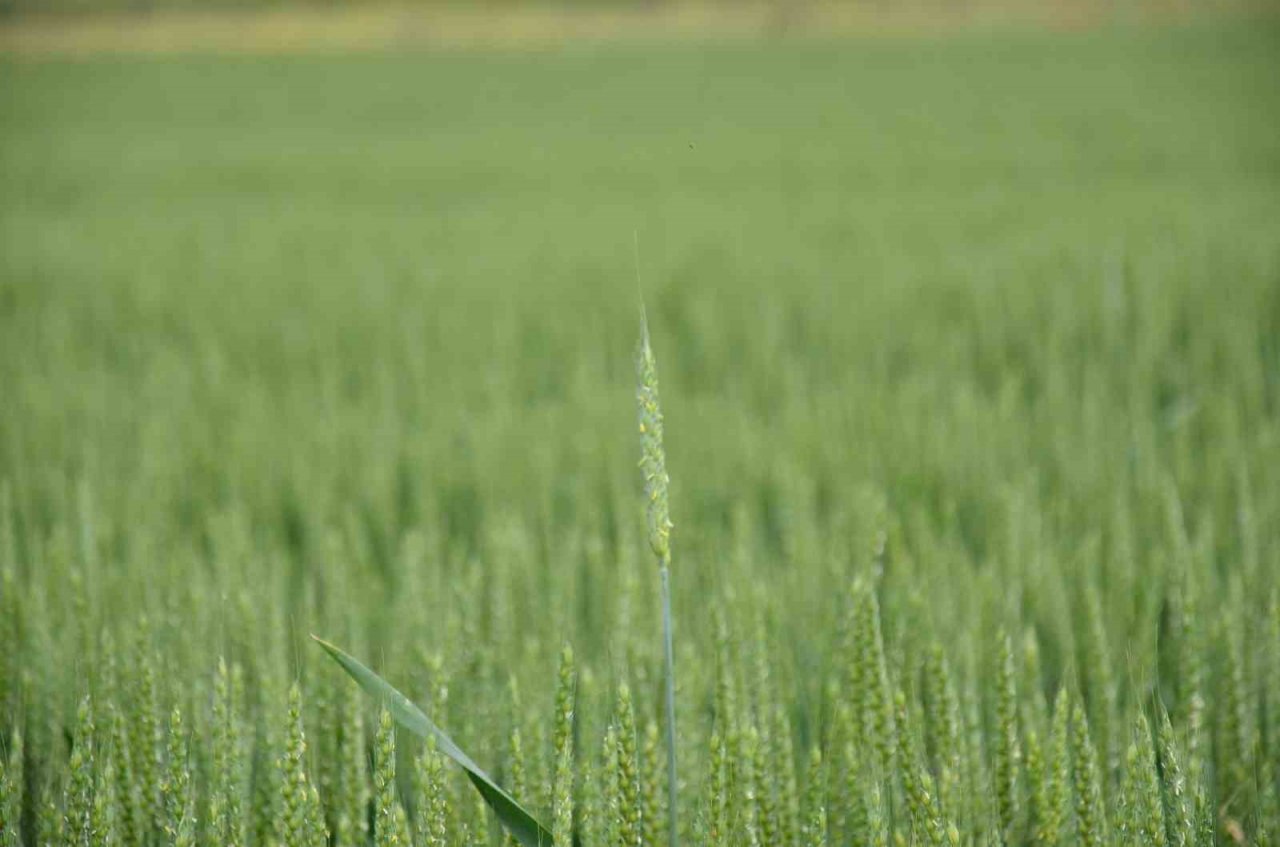 Yağışlar arpada ve buğday üreticilerinin yüzünü güldürdü