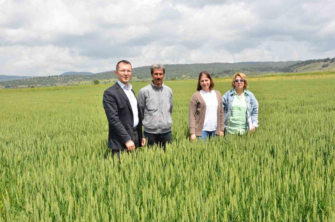 Yağışlar arpada ve buğday üreticilerinin yüzünü güldürdü