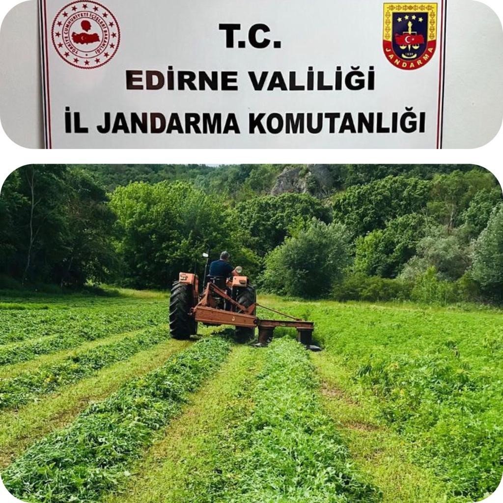 Edirne’de tarlaya kenevir eken 1 kişi yakalandı