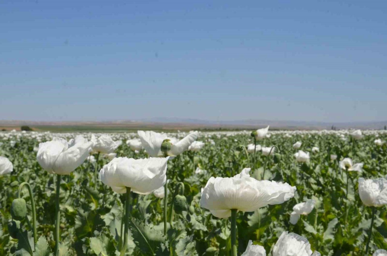 Günyüzü bu güzellikten mahrum kaldı