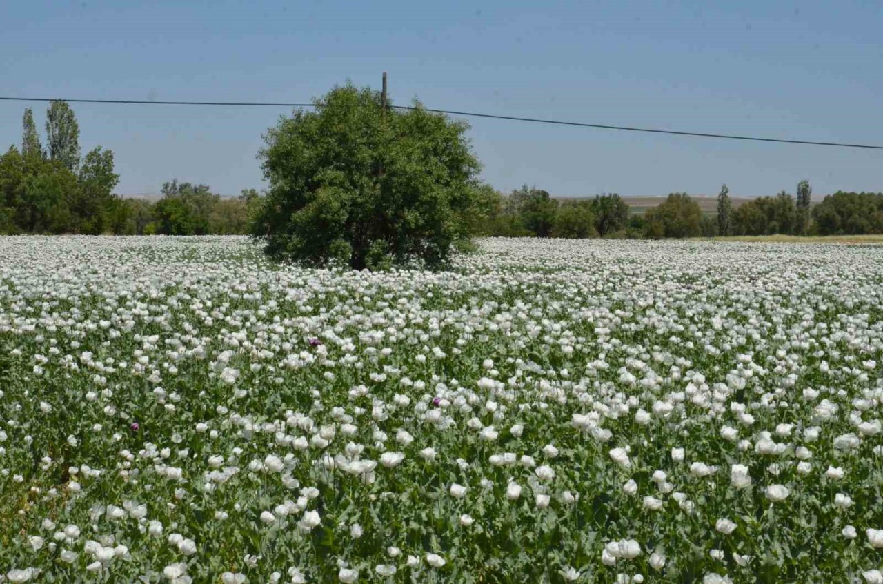 Günyüzü bu güzellikten mahrum kaldı