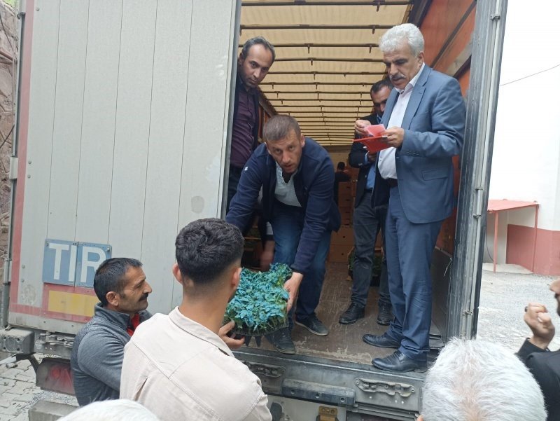 Hakkari’de çiftçilere karpuz ve domates fidesi dağıtıldı
