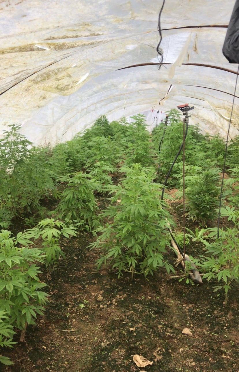 Tarım serasına uyuşturucu operasyonu: 3 gözaltı