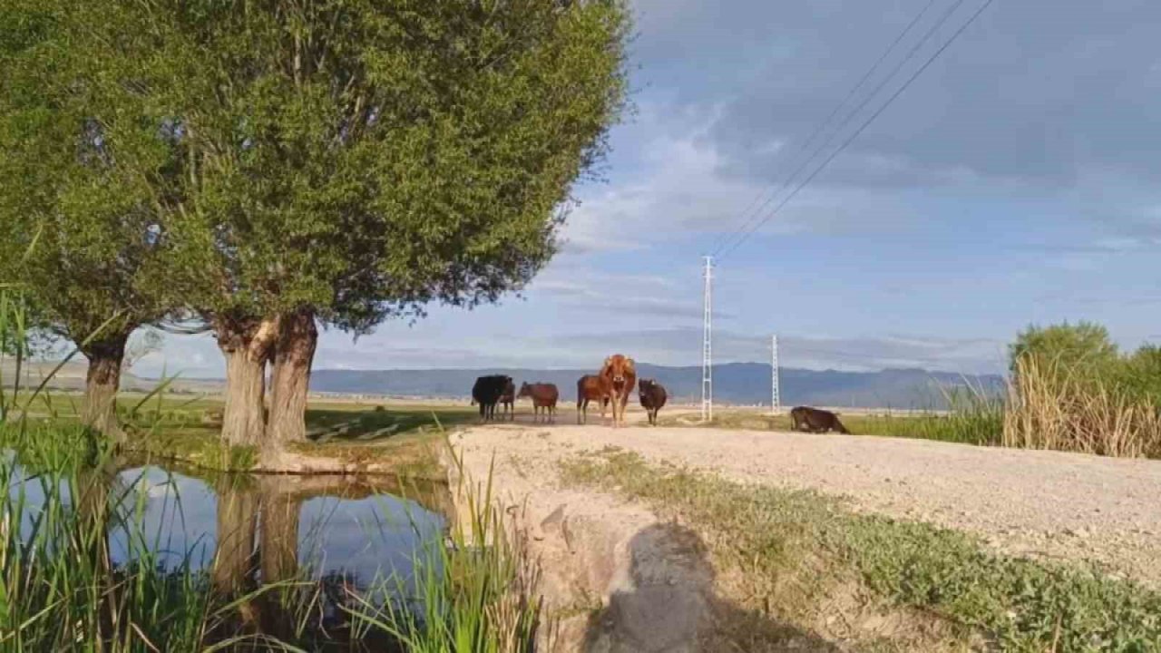 Mera kullanımına ‘ceza’