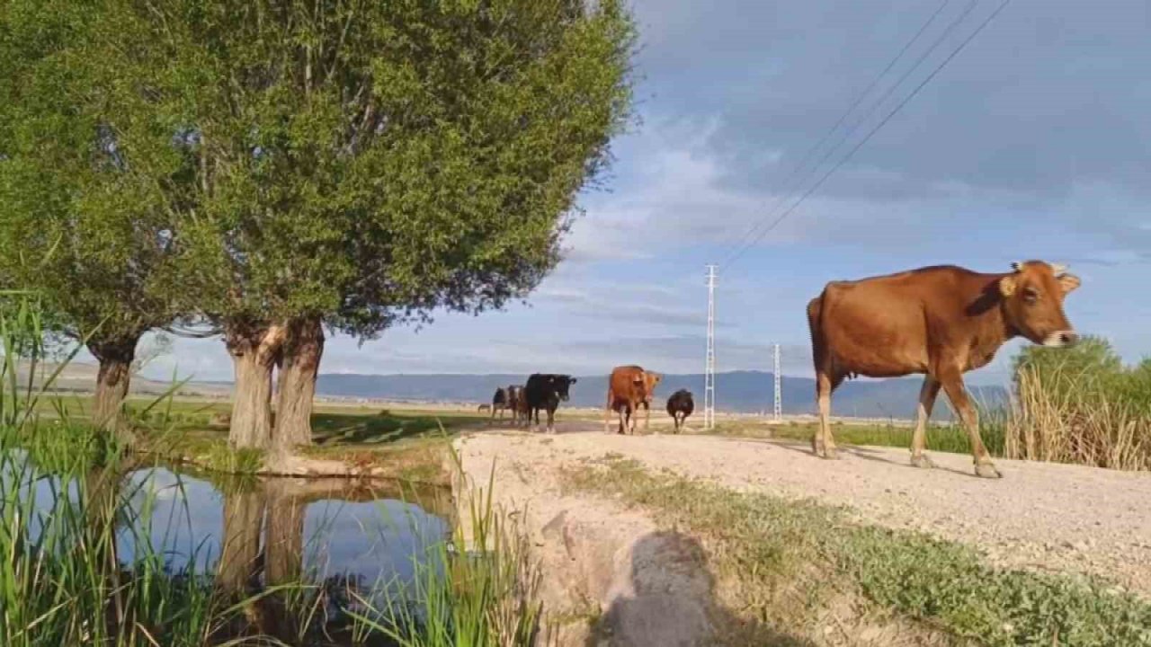 Mera kullanımına ‘ceza’