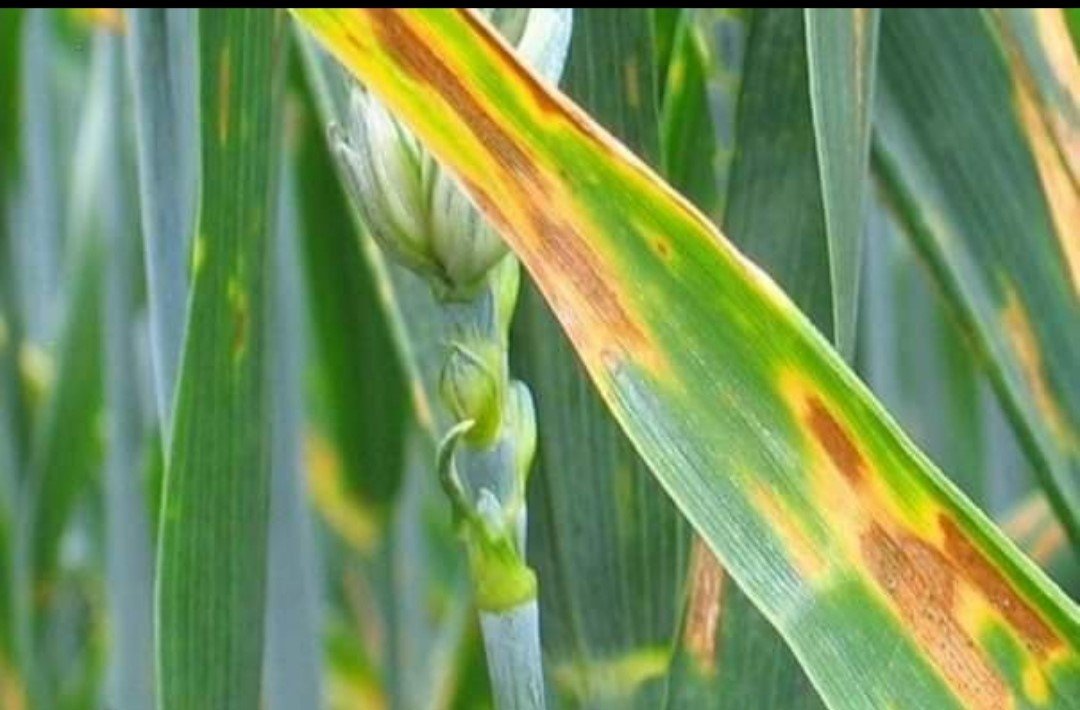 Kütahya’da arpa ve buğdaylarda kök ve kök boğazı çürüklüğü hastalığı görüldü