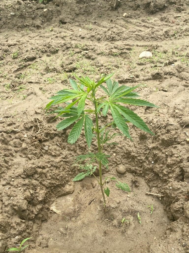 Üzüm bağında Hint keneviri yetiştirdi