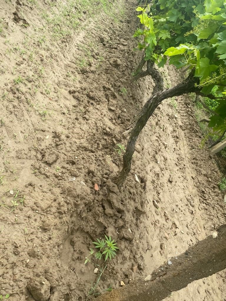 Üzüm bağında Hint keneviri yetiştirdi