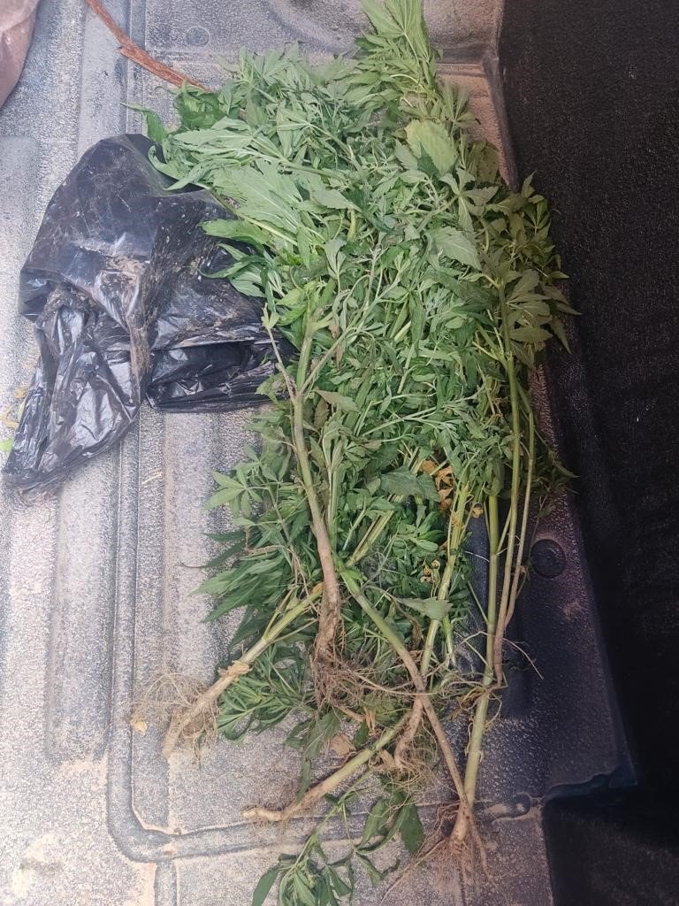 Üzüm bağında Hint keneviri yetiştirdi