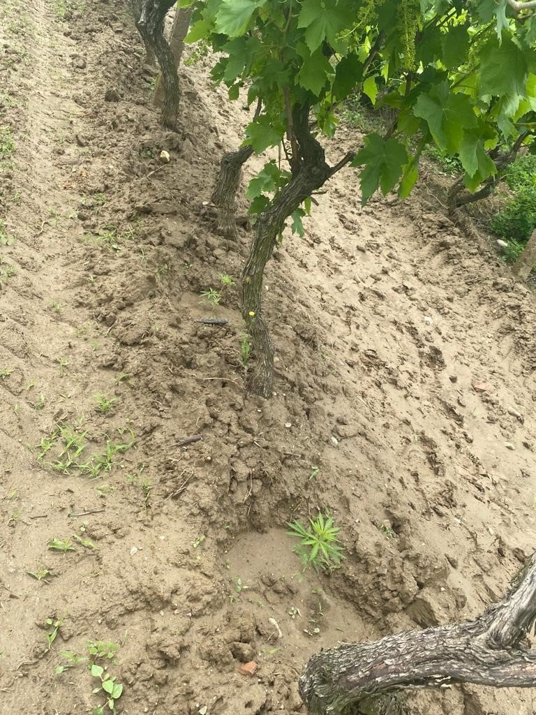 Üzüm bağında Hint keneviri yetiştirdi