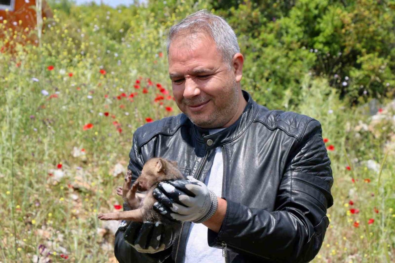 Arazide Çakal yavrusu buldu, jandarmaya teslim etti