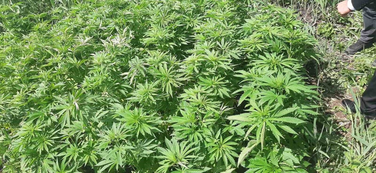 Tekirdağ’da kenevir operasyonu: 2 gözaltı