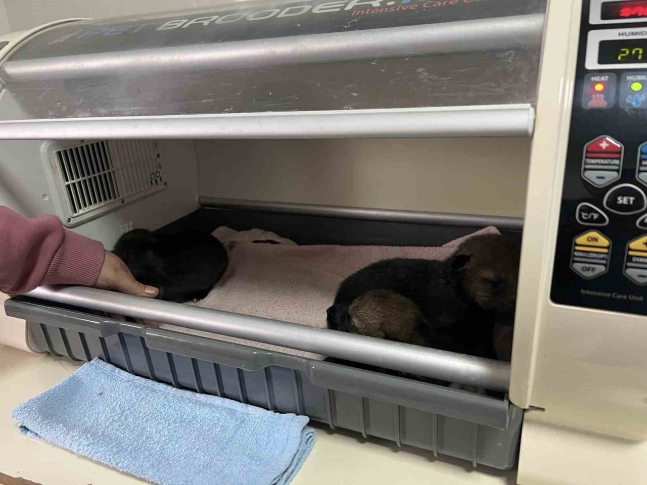 Sarıkamış’ta bulunan kurt yavruları emin ellerde