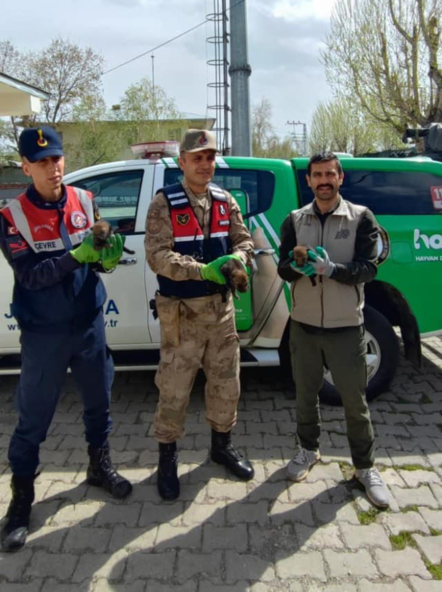 Sarıkamış’ta bulunan kurt yavruları emin ellerde