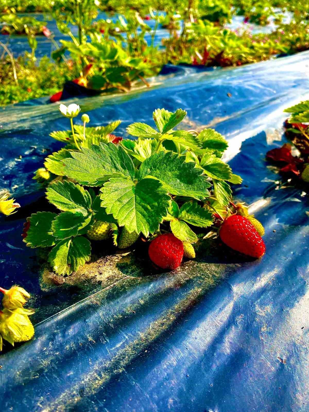 Zonguldak’ta hasatla birlikte çilekler raflarda yerini aldı