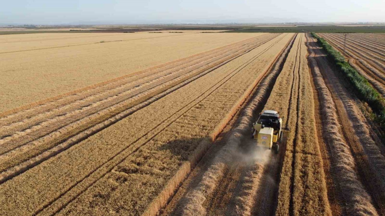 Depremin vurduğu Hatay Amik Ovası’nda buğday hasadı başladı