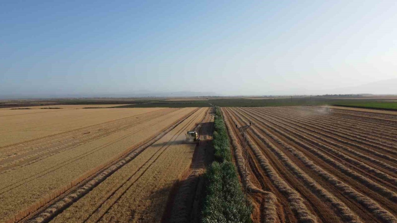 Depremin vurduğu Hatay Amik Ovası’nda buğday hasadı başladı