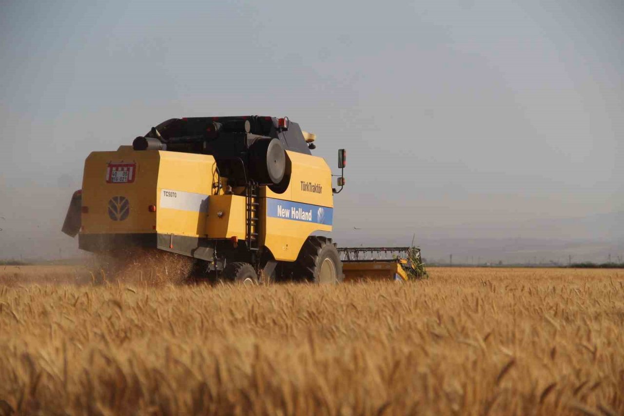 Depremin vurduğu Hatay Amik Ovası’nda buğday hasadı başladı