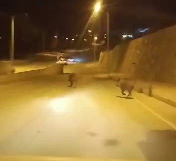 Domuzlar şehir merkezine indi