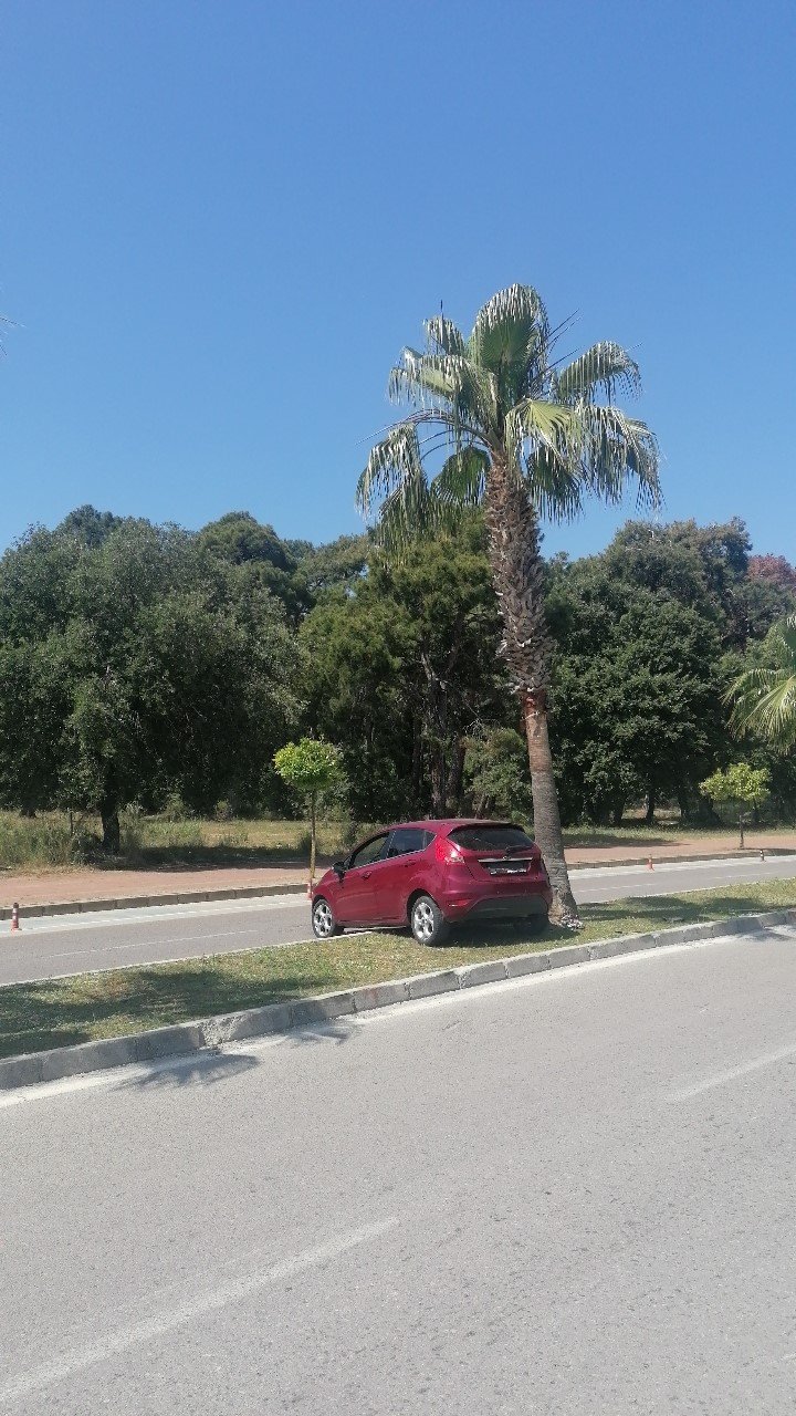 Palmiyeye çarpan Alman sürücünün yalanını güvenlik kameraları ortaya çıkardı