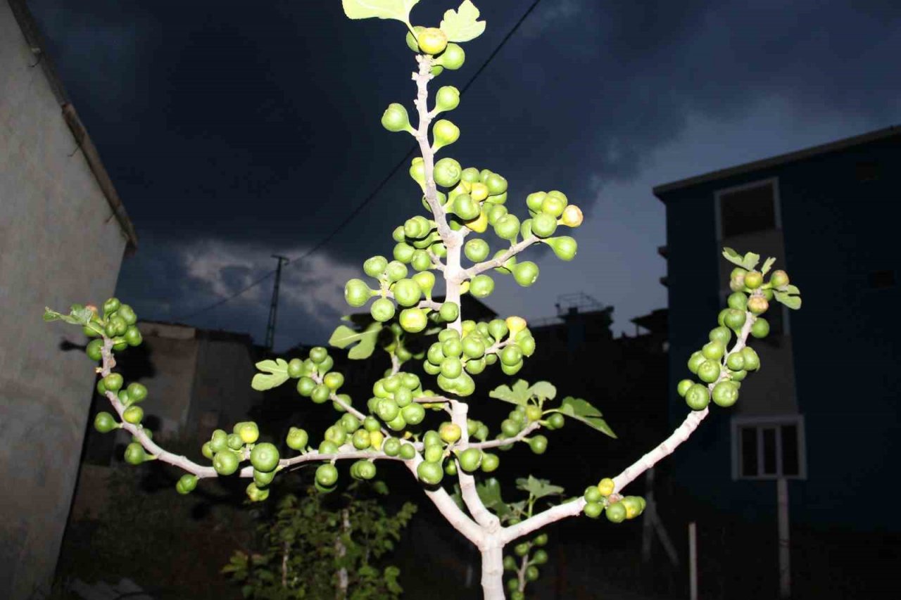 Aydın’da ilek bereketi