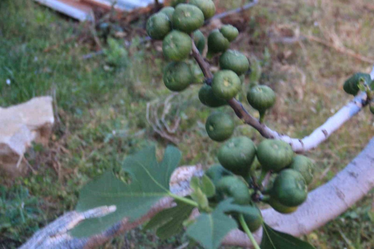 Aydın’da ilek bereketi