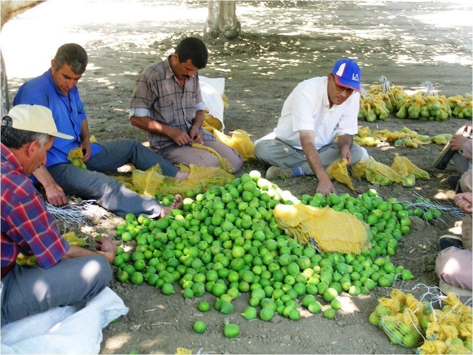 Aydın’da ilek bereketi