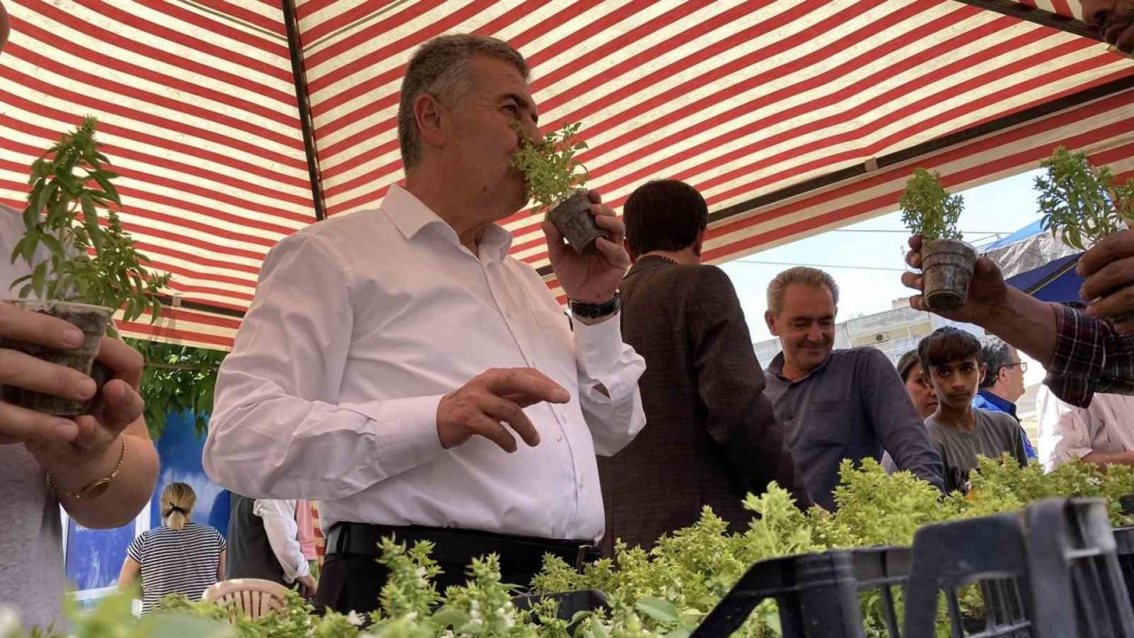 Doğal sivrisinek kovar fesleğenler yoğun ilgi gördü