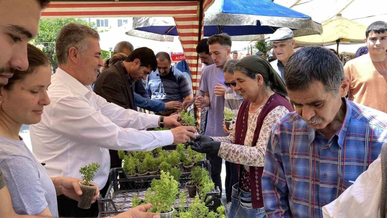 Doğal sivrisinek kovar fesleğenler yoğun ilgi gördü