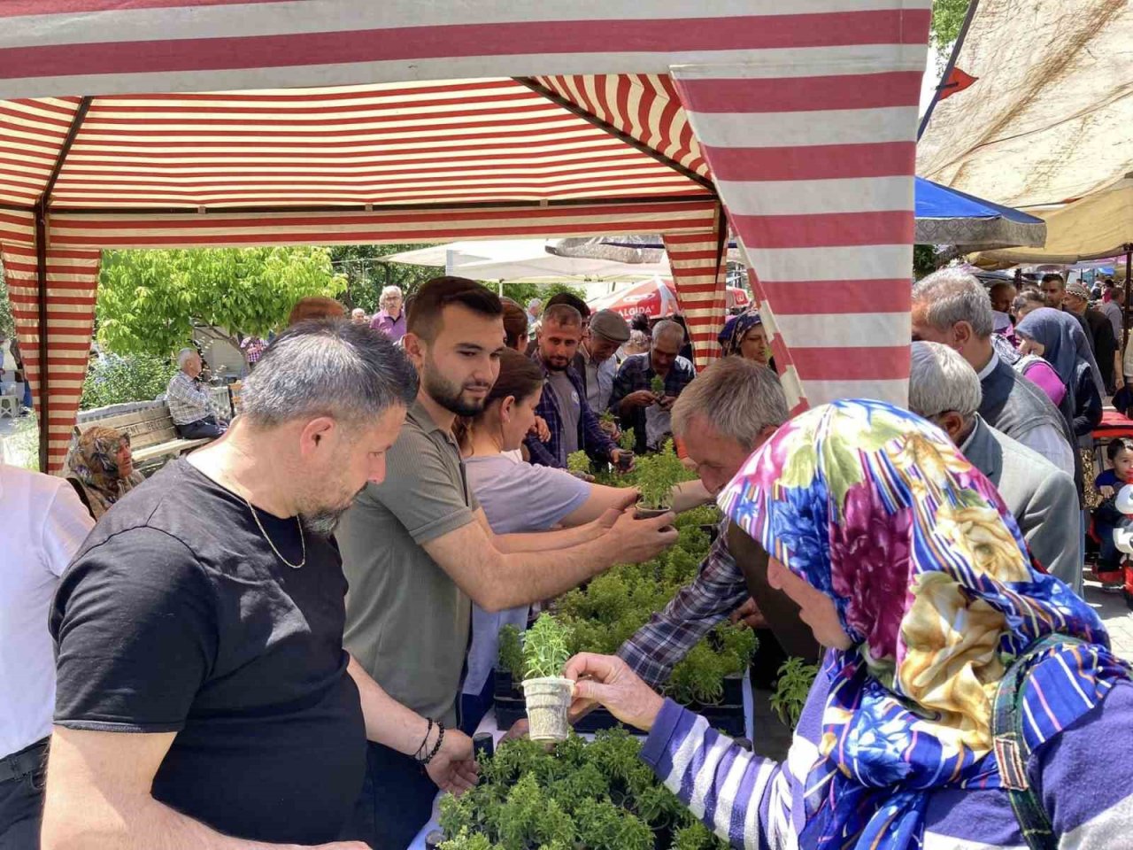Doğal sivrisinek kovar fesleğenler yoğun ilgi gördü