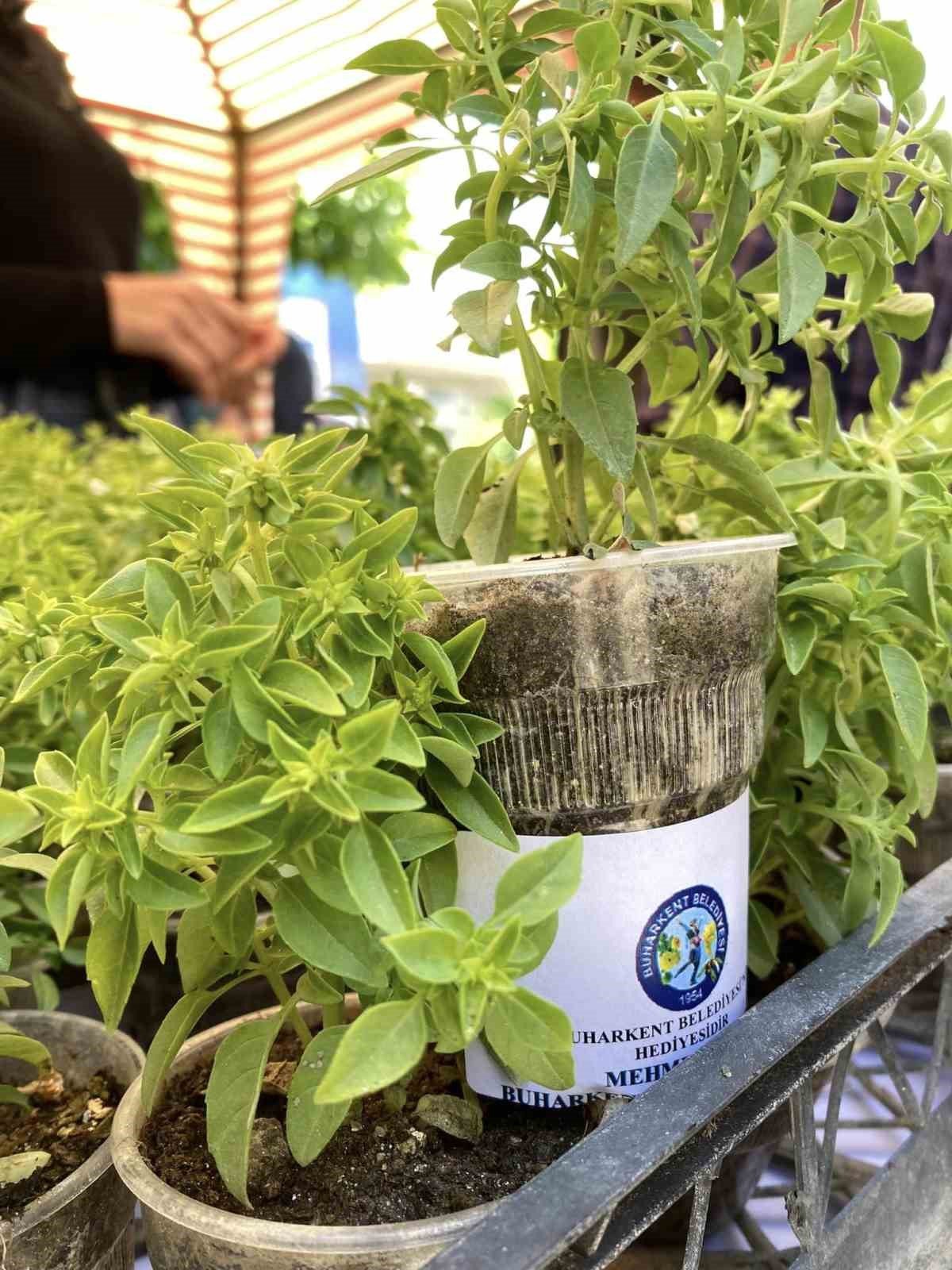 Doğal sivrisinek kovar fesleğenler yoğun ilgi gördü