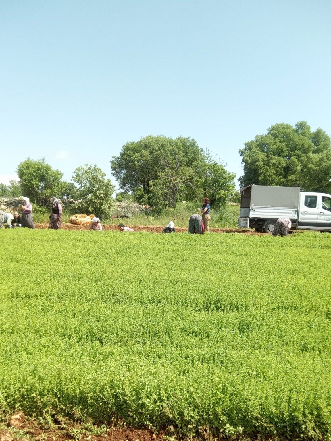 Efeler, artık kekik kokacak