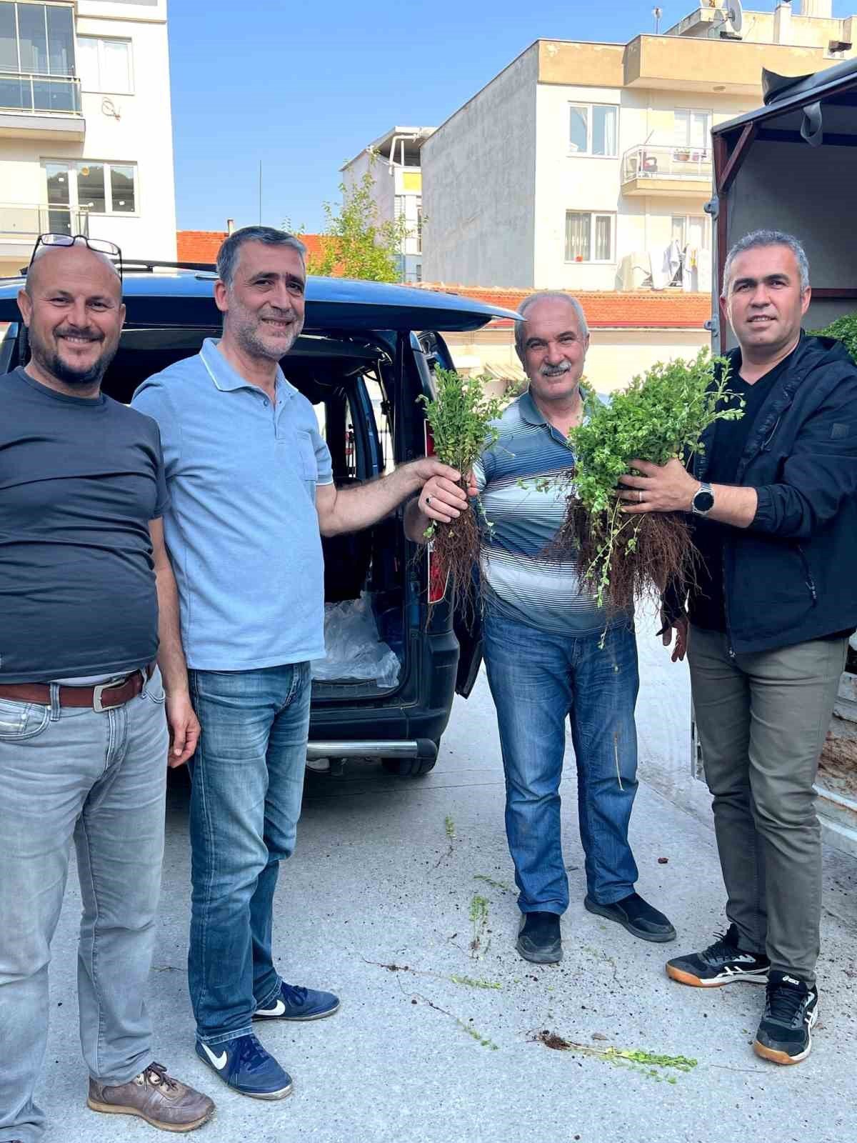 Efeler, artık kekik kokacak