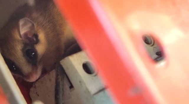 Nesli tehlike altındaki yediuyur Bolu’da görüntülendi