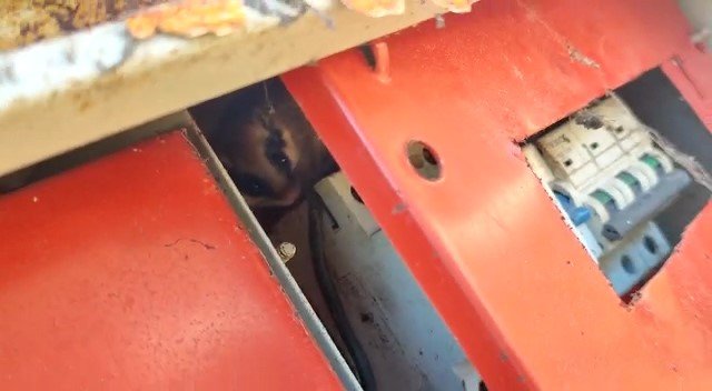 Nesli tehlike altındaki yediuyur Bolu’da görüntülendi