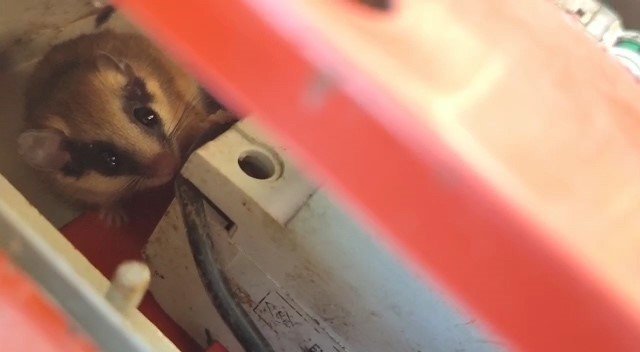 Nesli tehlike altındaki yediuyur Bolu’da görüntülendi