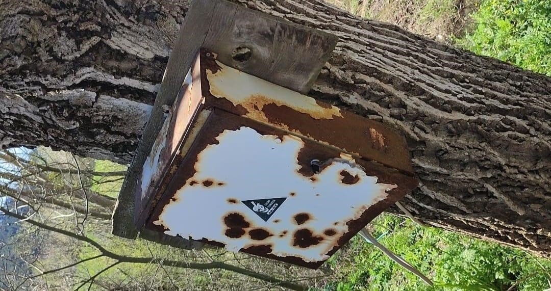 Nesli tehlike altındaki yediuyur Bolu’da görüntülendi