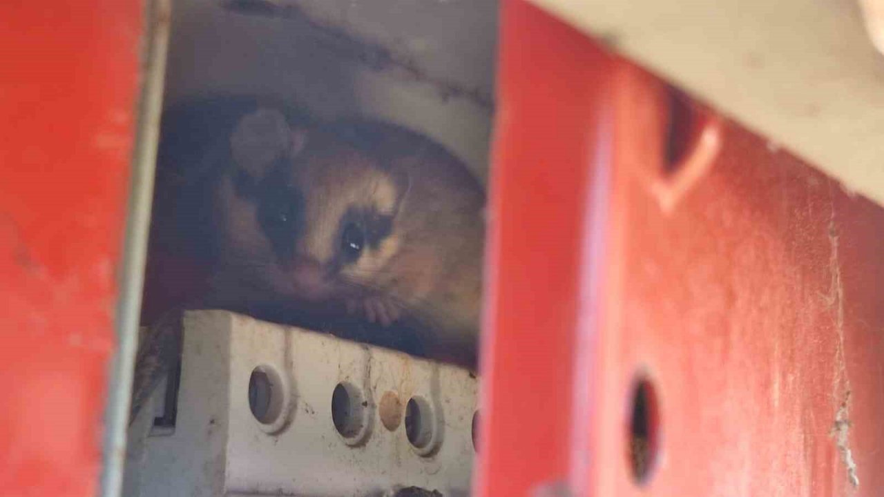Nesli tehlike altındaki yediuyur Bolu’da görüntülendi