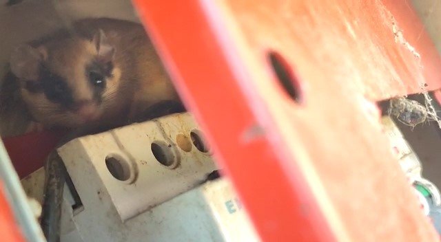 Nesli tehlike altındaki yediuyur Bolu’da görüntülendi