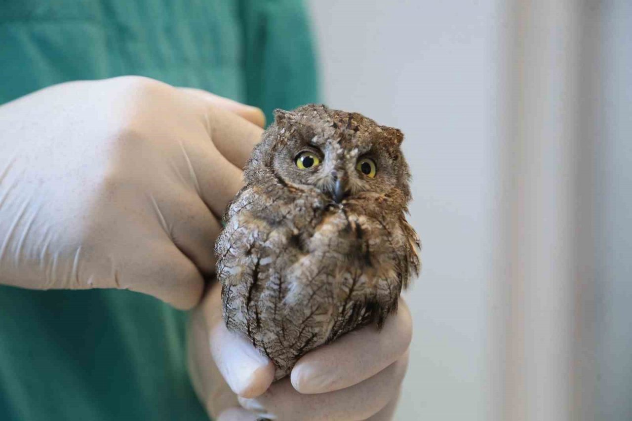 Veteriner hekimin bulduğu yaralı baykuş hayata tutundu