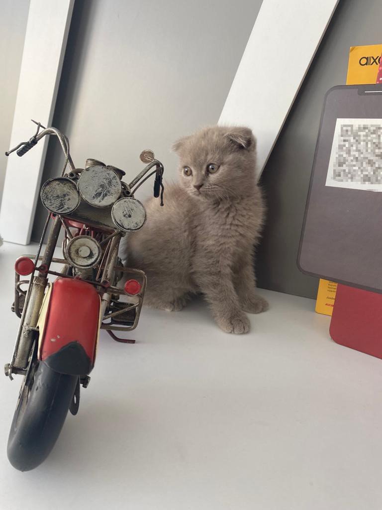 Sahipli kediyi kucağına alıp kayıplara karıştı