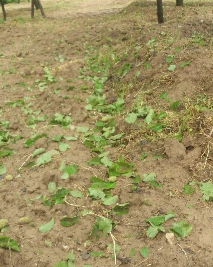 Elazığ’da dolu yağışı sonrası kayısı bahçeleri zarar gördü